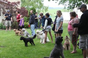 labradoodle romp