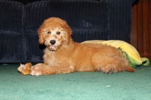 Ontario Labradoodle breeder