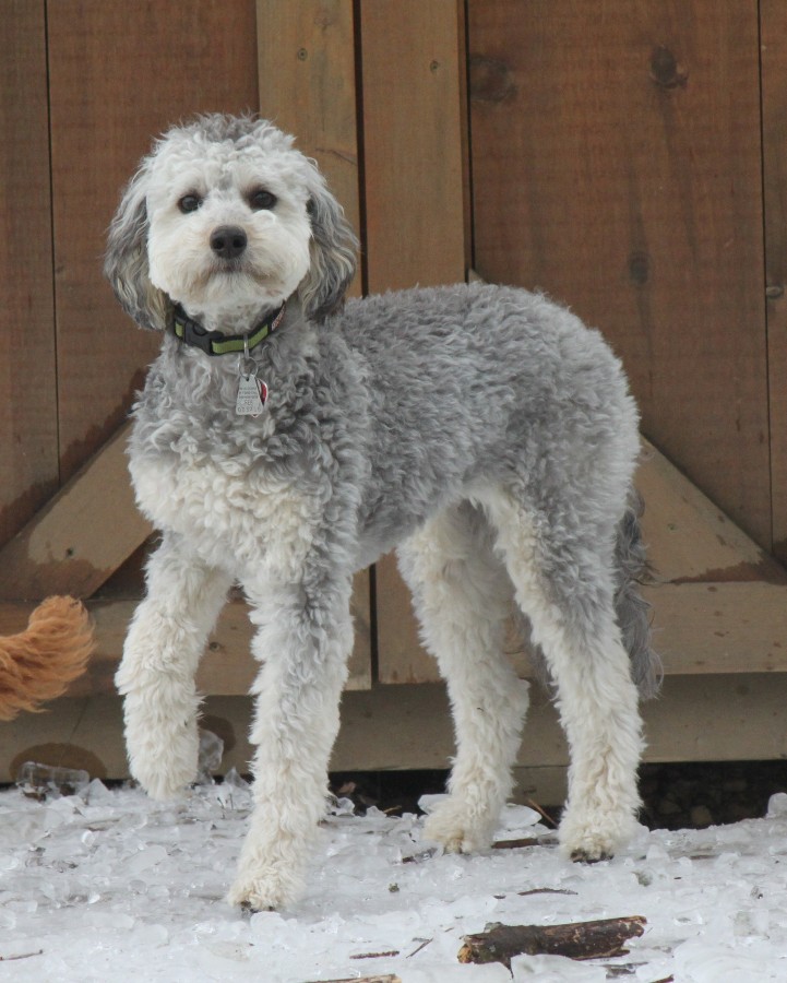 australian labradoodle puppiesarrowhead labradoodles