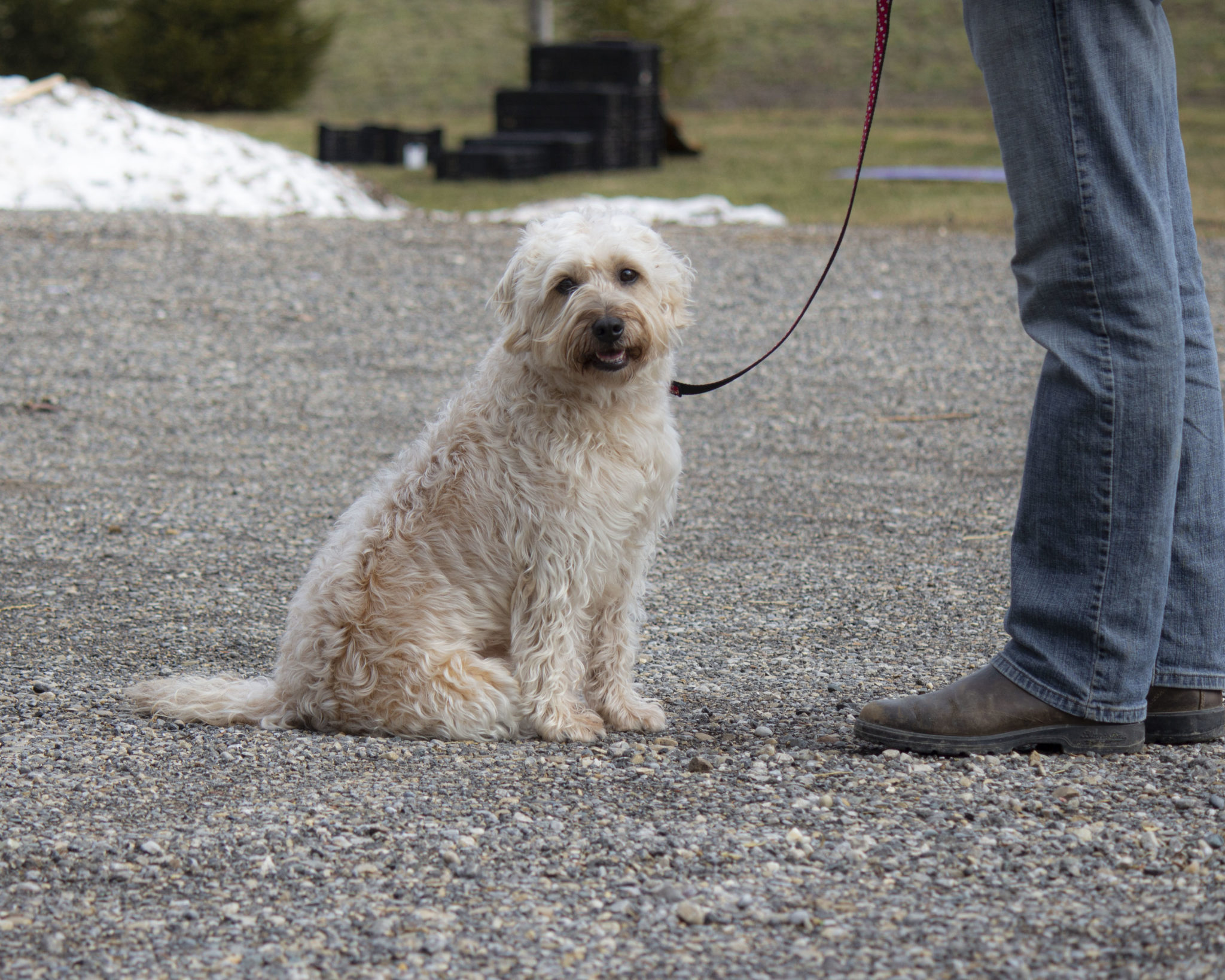 dogs - labradoodles & mdba registered australian