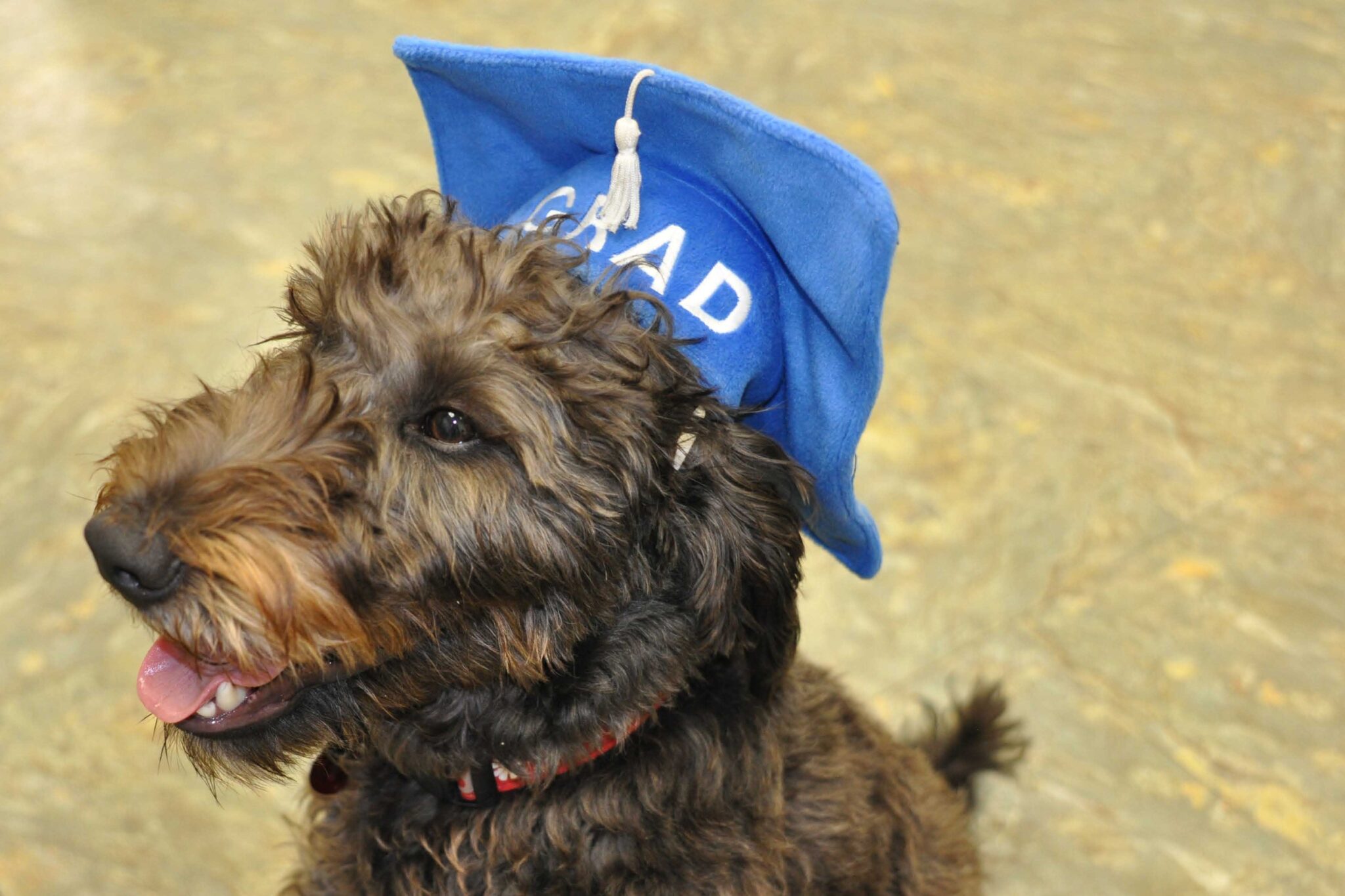 Merlin Puppy with Grad hat