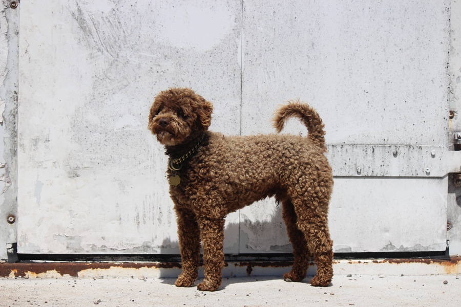 Dogs Labradoodles & MDBA Registered Australian Cobberdogs Arrowhead