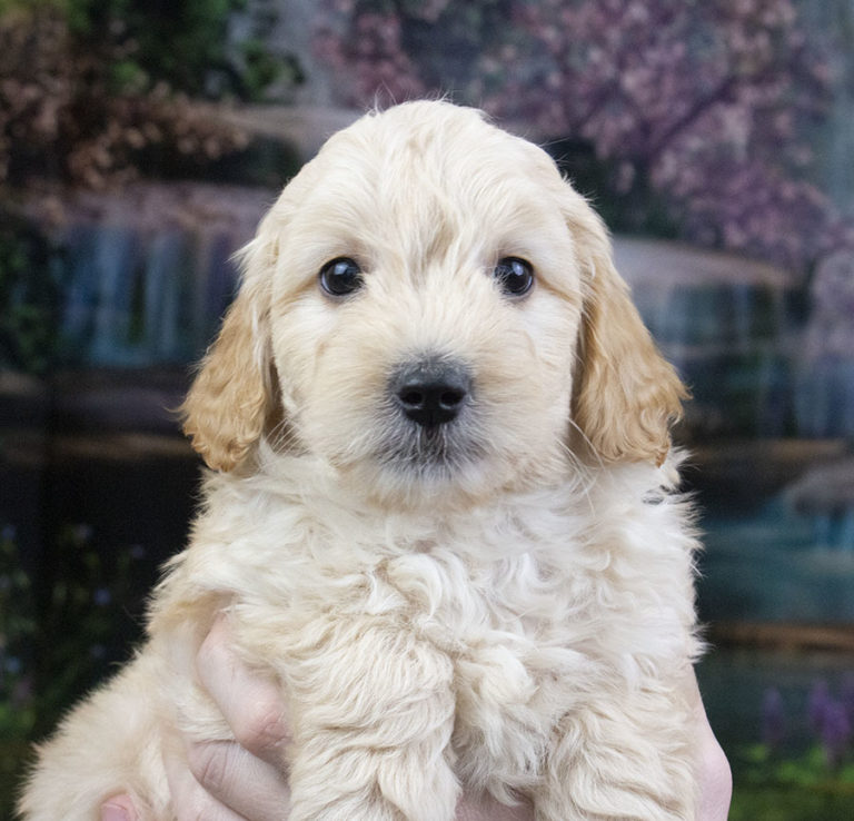 Australian Labradoodle & Cobberdog Puppies for Sale | Arrowhead ...