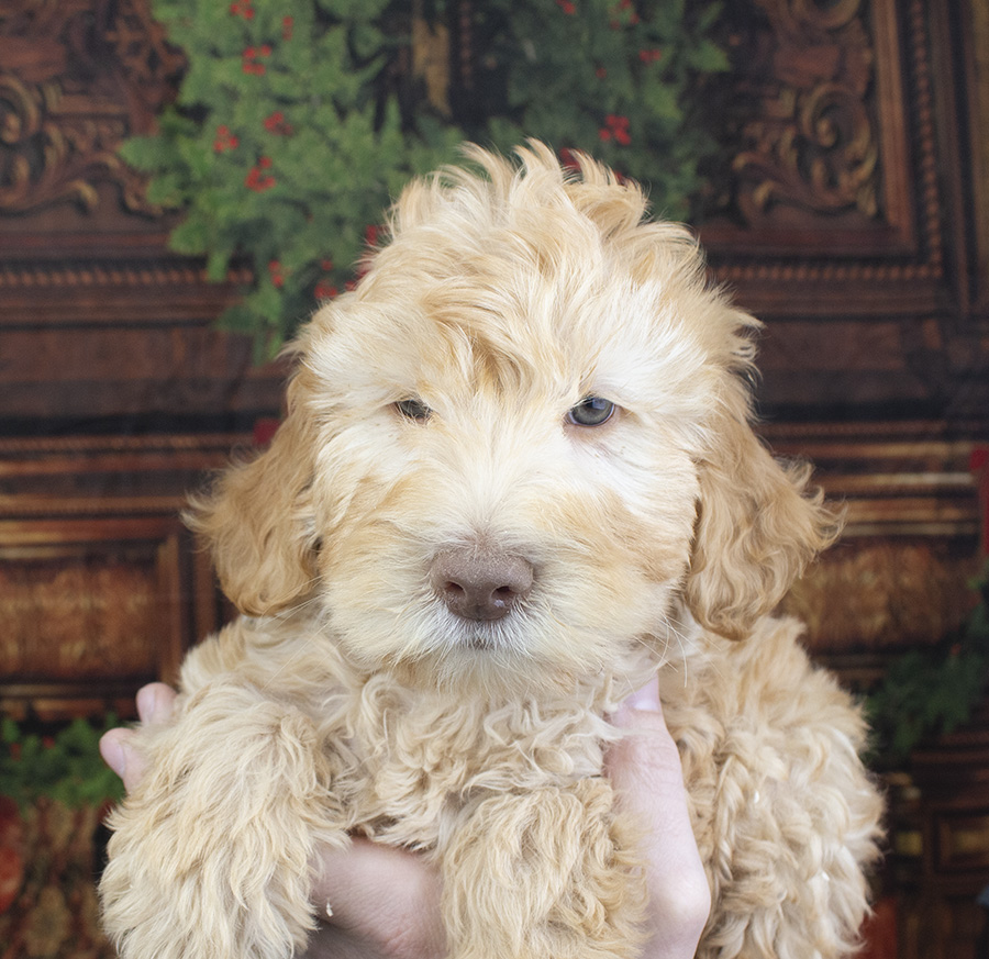 Australian Labradoodle & Cobberdog Puppies for Sale | Arrowhead ...