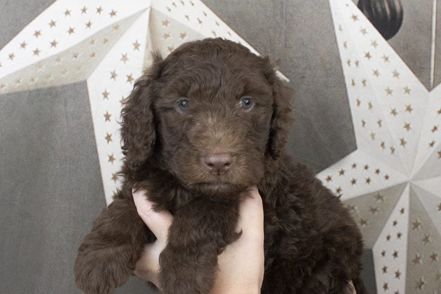 0044-6 weeks 0044-6 weeks