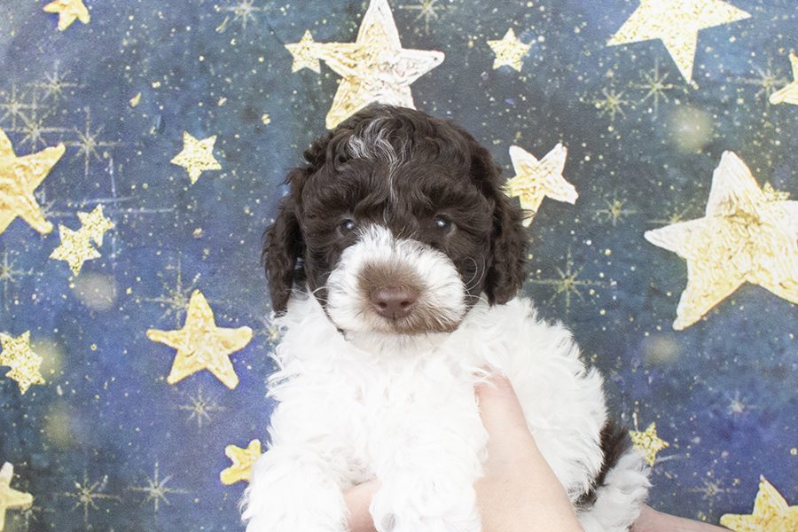 0369-6 weeks 0369-6 weeks