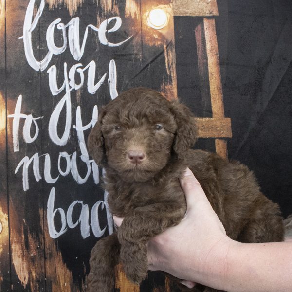 3943 Female 6 weeks 3943 Female 6 weeks