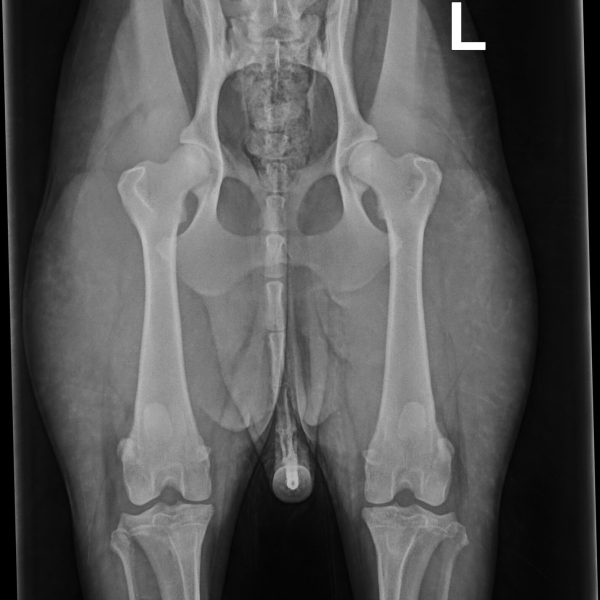 52009_Arrowhead Labradoodles, Erb,Luke_Paige_20250308_0_1