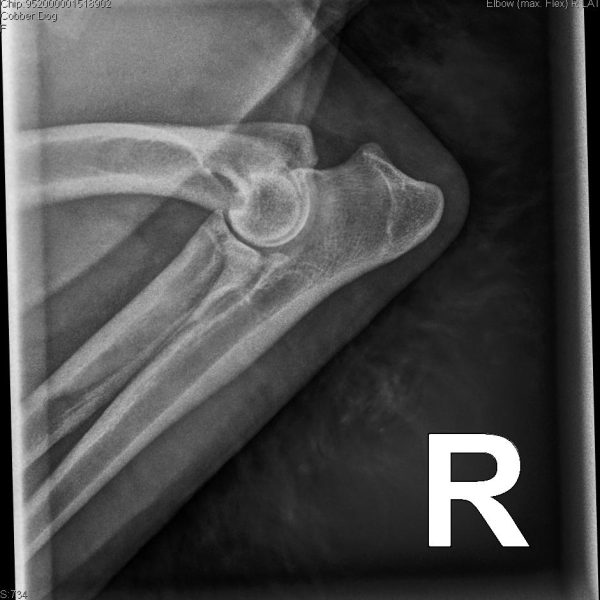 52009_Arrowhead Labradoodles, Erb,Luke_Paige_20250308_1