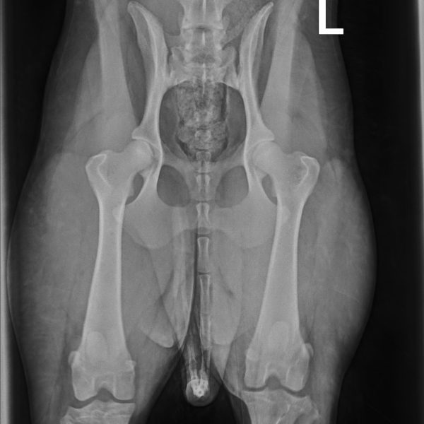 52009_Arrowhead Labradoodles, Erb,Luke_Paige_20250308_2