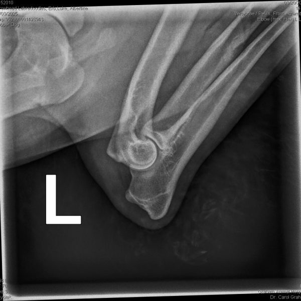 52010_Arrowhead Labradoodles, Erb,Luke_Albertine_20250303_0