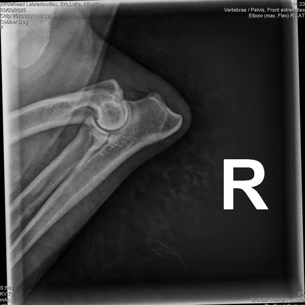 52010_Arrowhead Labradoodles, Erb,Luke_Albertine_20250303_1