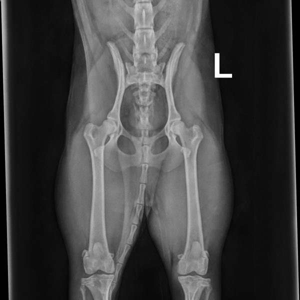 52011_Arrowhead Labradoodles, Erb,Luke_Tiffi_20250314_0