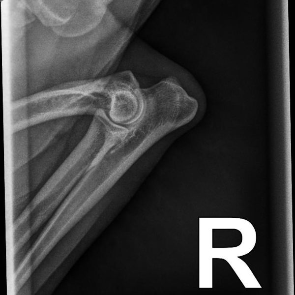 52011_Arrowhead Labradoodles, Erb,Luke_Tiffi_20250314_1