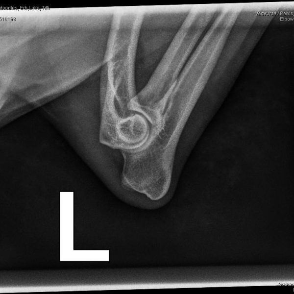 52011_Arrowhead Labradoodles, Erb,Luke_Tiffi_20250314_2