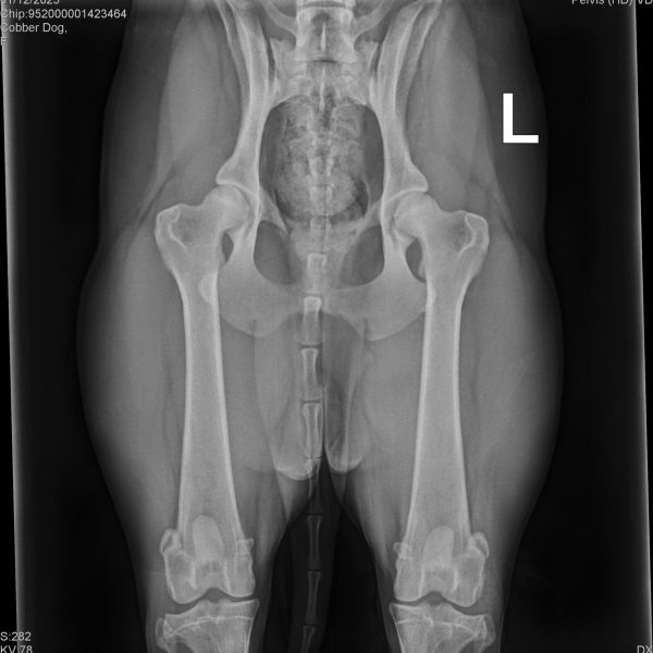 52015_Arrowhead Labradoodles, Erb,Luke_Agate_20250112_0