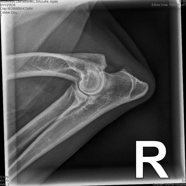 52015_Arrowhead Labradoodles, Erb,Luke_Agate_20250112_1