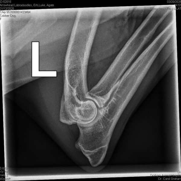 52015_Arrowhead Labradoodles, Erb,Luke_Agate_20250112_2