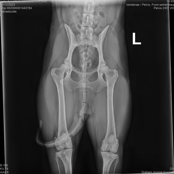 52062_Arrowhead Labradoodles, Erb,Luke_Stella_20230612_0