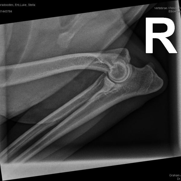 52062_Arrowhead Labradoodles, Erb,Luke_Stella_20230612_1