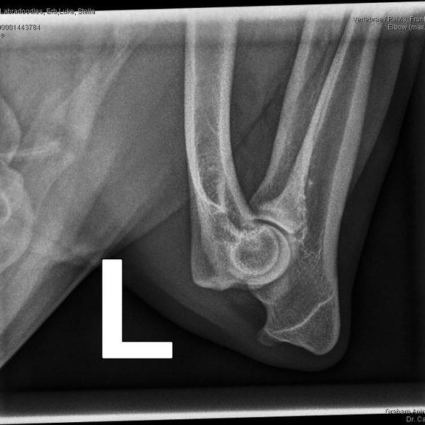 52062_Arrowhead Labradoodles, Erb,Luke_Stella_20230612_2