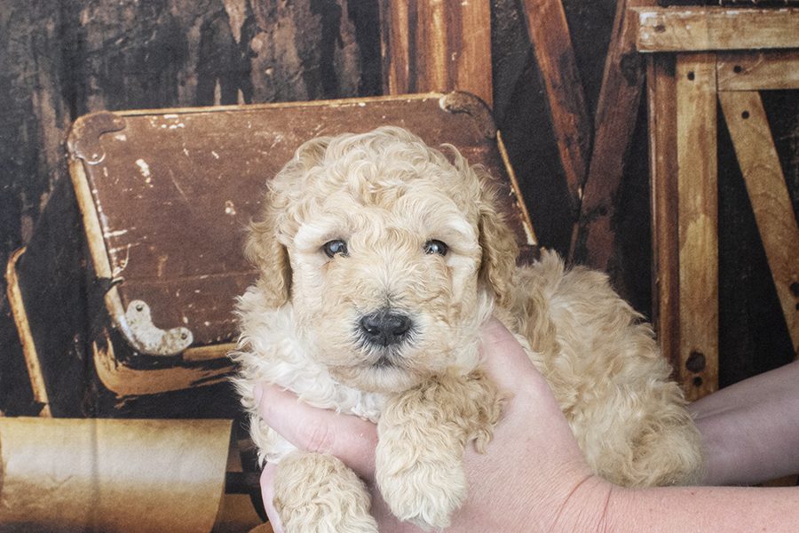 7239 male 4 weeks