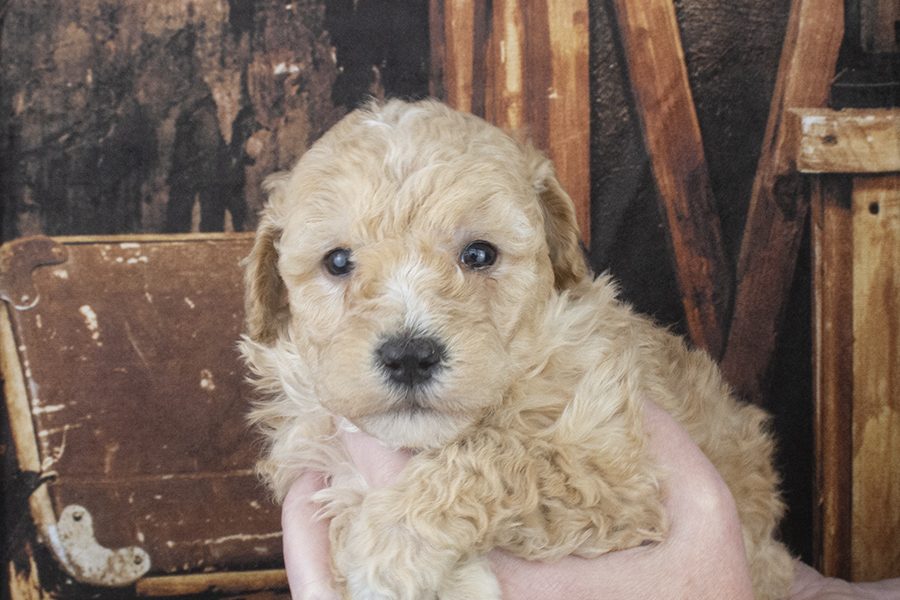 8163 Female 4 weeks