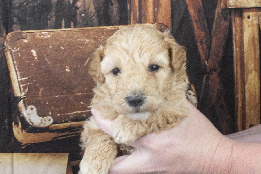 8365 Female 4 weeks