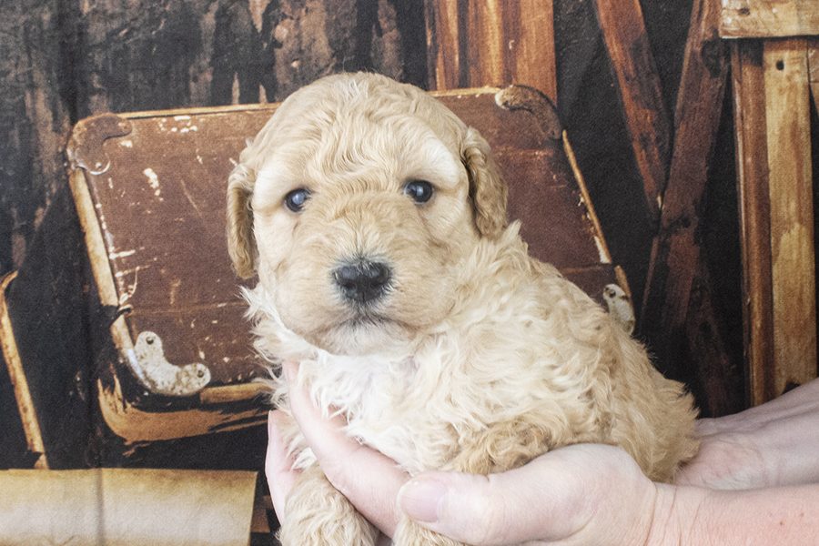 9047 Female 4 weeks