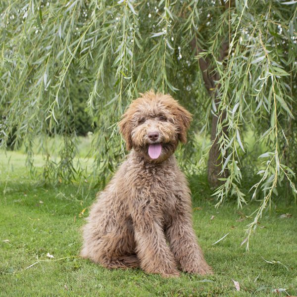 Abi pic 11 Abi pic 11