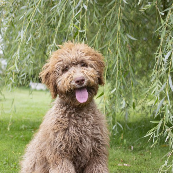 Abi pic 12 Abi pic 12