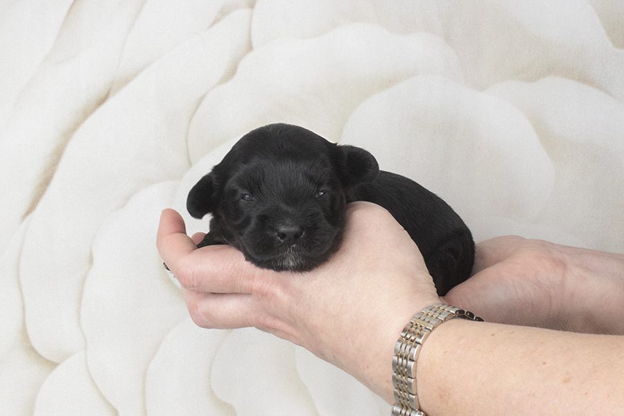 All black fleece F- wk2 All black fleece F- wk2