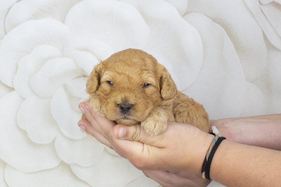 Apricot M- wk2 Apricot M- wk2