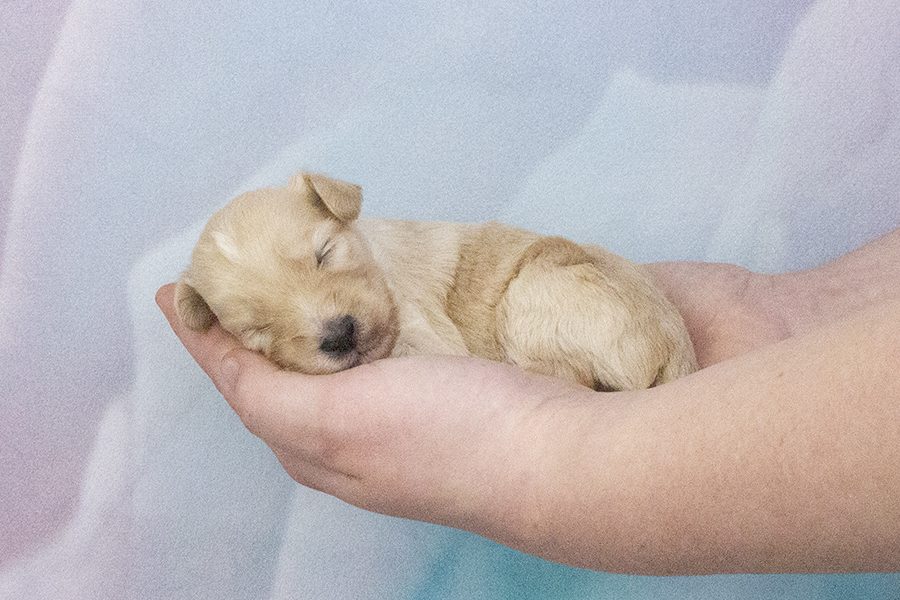 Apricot with little white M- wk2