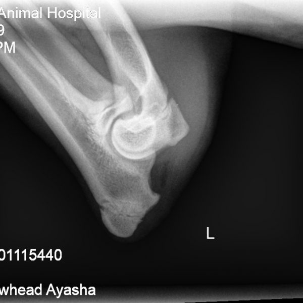 Ayasha left elbow Ayasha left elbow