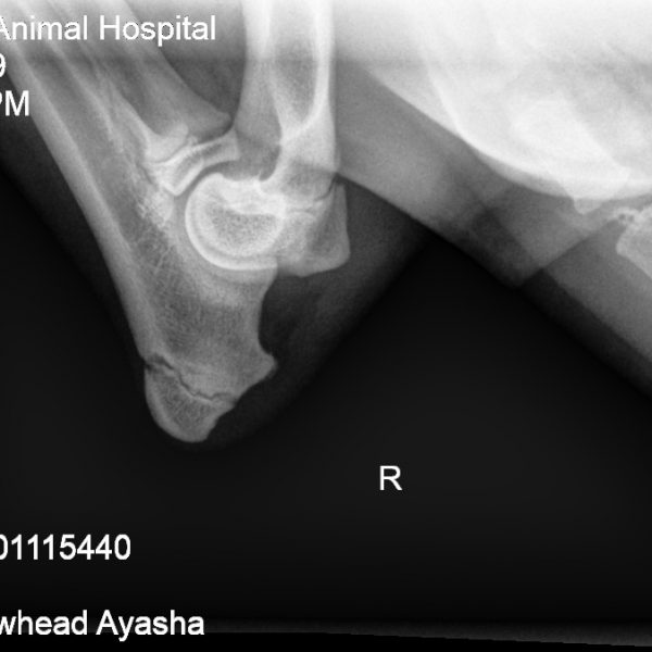 Ayasha right elbow Ayasha right elbow