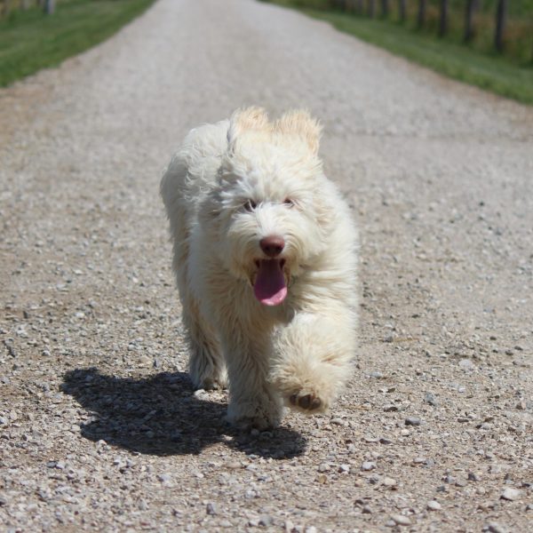 Aysha running Aysha running