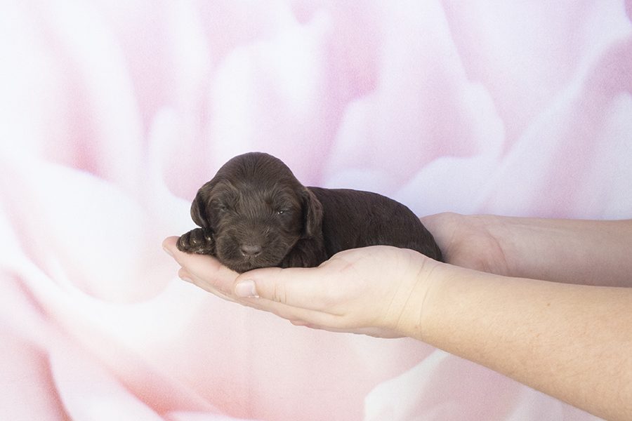 Big Chocolate Male-wk2