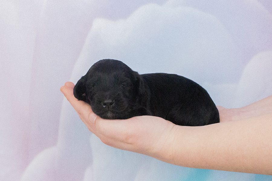 Big fleece black M- wk2