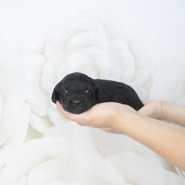 Black Fleece F – wk2 Black Fleece F - wk2