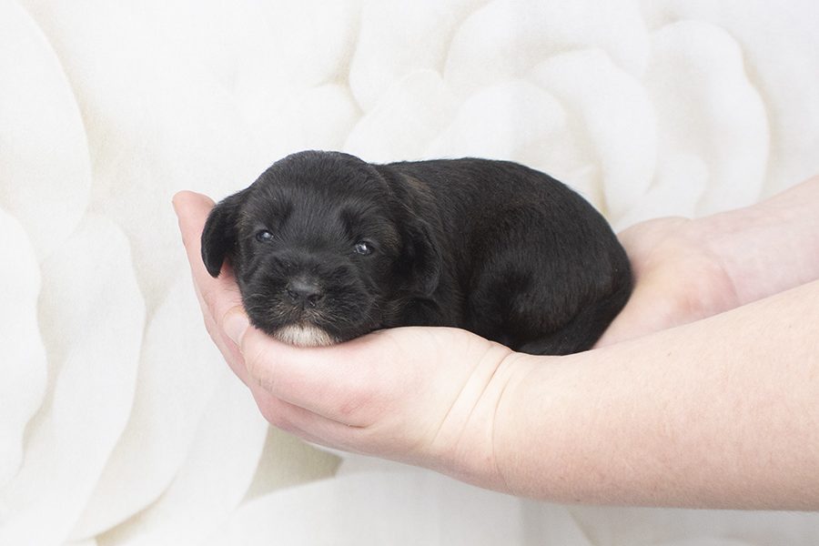 Black M- wk2 Black M- wk2