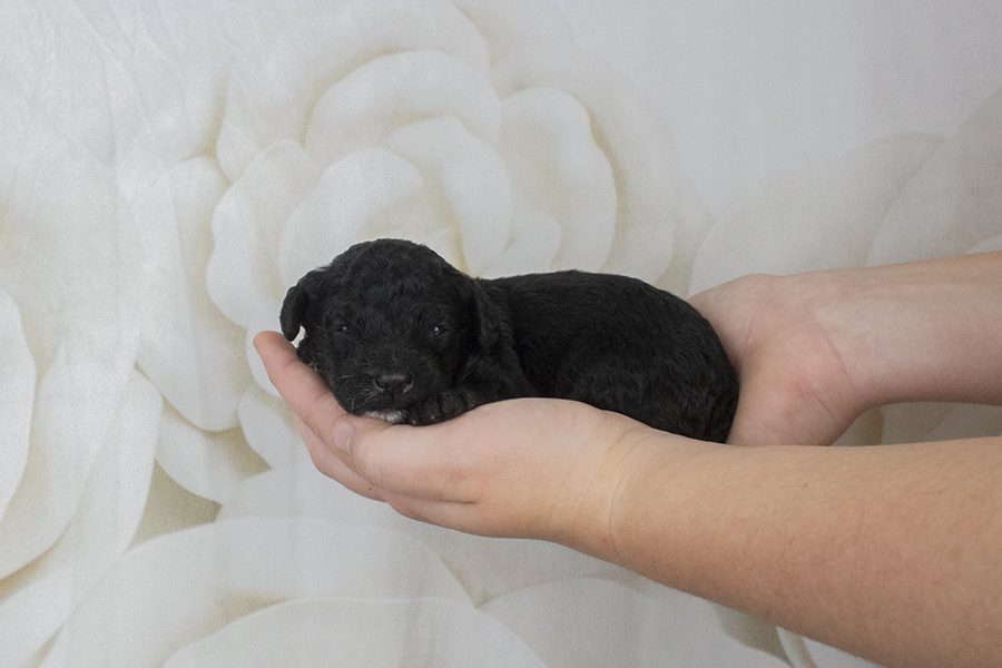 Black White Blaze Male- wk2