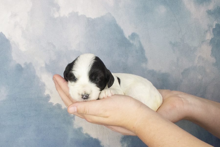 Black-White Parti Female