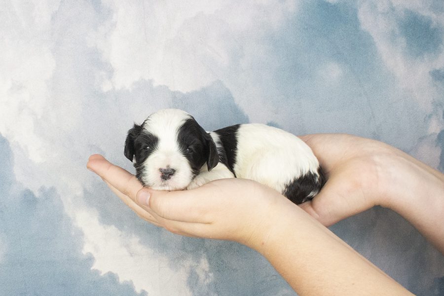 Black-White Parti Male