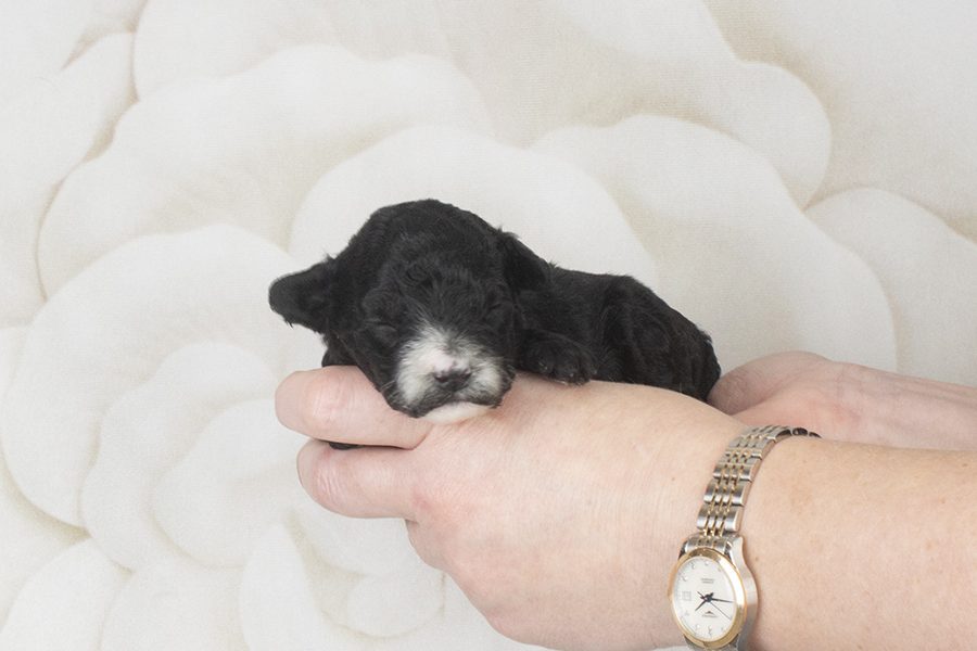 Black all white nose F- wk2 Black all white nose F- wk2