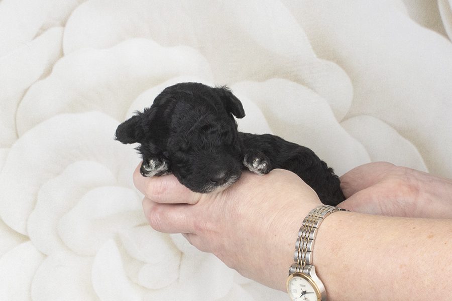 Black bigger Spiral, white chin,tux F- wk2