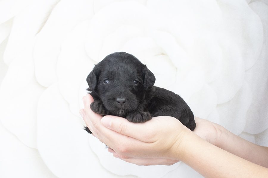 Black male5-wk2