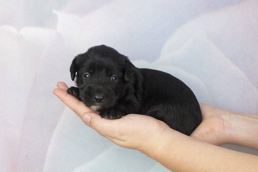 Black straight fleece female- wk2