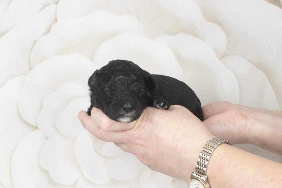 Black whit chin,blaze no white paws F- wk2 Black whit chin,blaze no white paws F- wk2