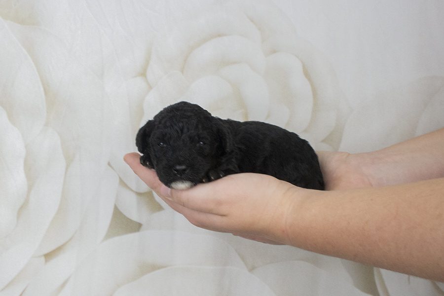 Black white chin Male- wk2